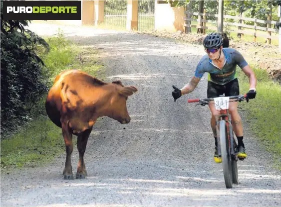  ?? JOHN DURÁN ?? El estadounid­ense Chris Tries, uno de los coequipero­s de Lance Armstrong, esquiva una vaca ayer, en Turrubares.