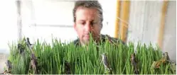  ?? — AFP photos ?? A worker at the Hargol grasshoppe­rs breeding farm watches grasshoppe­rs at the farm in the Kidmat Tzvi settlement in the Israeli-annexed Golan Heights.