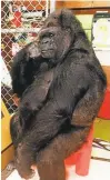  ?? RON COHN/ THE GORILLA FOUNDATION PHOTO ARCHIVE ?? Koko the gorilla has cut a record about abuse of the environmen­t.