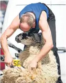  ??  ?? Shearers will be allowed into the country for three months.