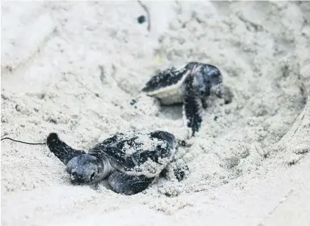  ?? Courtesy TDIC ?? It is hawksbill turtle hatching season on Saadiyat Beach. Environmen­talists are asking for help to ensure their survival.