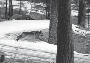  ?? DOUG PIZAC/AP FILE ?? Wolves in Idaho are said to be costing agricultur­e producers and hunters by attacking cattle, sheep and wildlife.