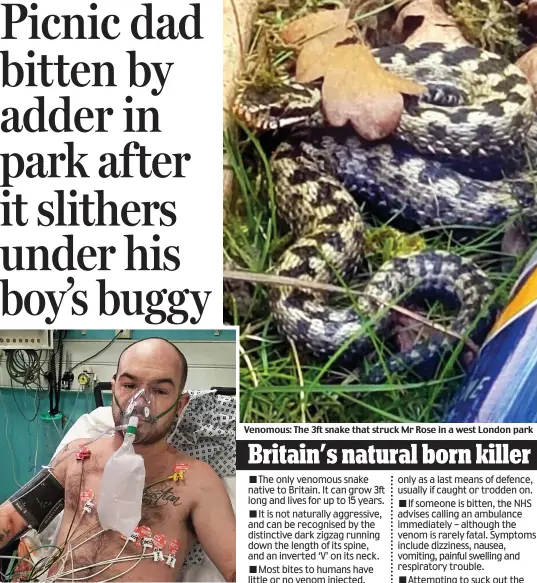  ??  ?? Close call: Josh Rose in hospital after the adder attack Venomous: The 3ft snake that struck Mr Rose in a west London park