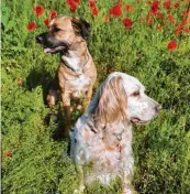  ??  ?? Amy und Sammy im Mohnfeld, beides Hunde aus dem Tier‰ schutz, die nun bei Bettina Eckert aus Alerheim (Landkreis Do‰ nau‰Ries) ein Zuhause gefunden haben.