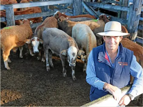  ?? PHOTO: STEPHANIE WHITAKER ?? WEANER SALE: Wayne Beddows, Murgon, with a pen of his simmental-cross weaner steers. The steers sold for 288.2c/kg or $780/head.