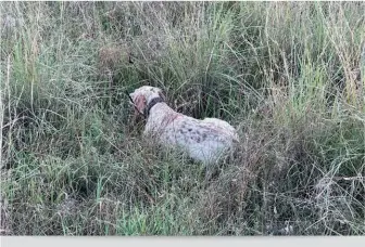  ?? ?? Malaventum Berna, di Ciro Carannante, su quaglie selvatiche