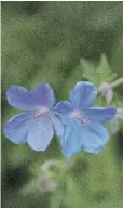  ??  ?? Early morning is the best time to appreciate the delicate violet colours of perennial geraniums like ‘Johnson’s Blue’.