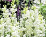  ?? Dar_st / Getty Images ?? Snapdragon­s are available in a range of colors.