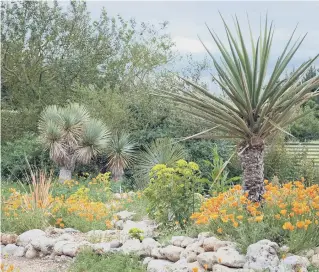  ?? Picture: Alamy/PA ?? Palms in a tropical border in the UK