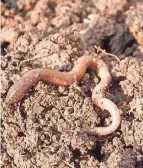  ?? OSU EXTENSION ?? Earthworms provide many benefits to healthy productive soils.