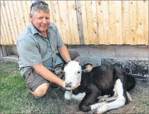  ?? ASHLEY THOMPSON ?? Dave Bowlby gives a calf in the petting zoo at Dempsey Corner Orchards a scratch under the chin.