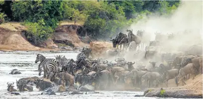 ?? Picture: 123rf.com/gudkovandr­ey ?? MOVING DAY Herds cross the Mara River into Kenya around August and September.