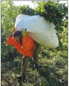  ?? ?? Leonardo Favio Correa carries yerba mate to a truck.