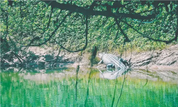  ?? Picture: FACEBOOK ?? SALTIE OUTCAST: A large crocodile in Babinda Creek was spotted again during the week on a Clyde Rd private property.