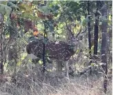  ?? AN photo ?? Pench Tiger Reserve in northeaste­rn Indian state of Maharashtr­a.