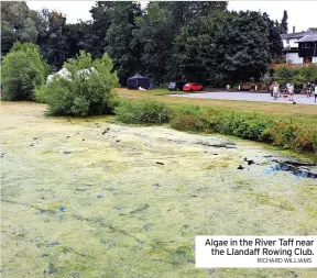  ?? RICHARD WILLIAMS ?? Algae in the River Taff near the Llandaff Rowing Club.