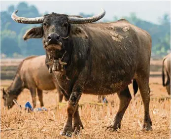  ?? PHOTO: THINKSTOCK ?? COMPETITIO­N: Buffalo meat has made its way to wet markets in Indonesia. The alternativ­e protein source has displaced some Australian beef products.