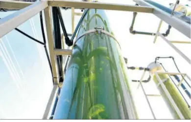  ??  ?? El cultivo de microalgas se emplea en diferentes aplicacion­es.