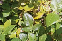  ?? CONTRIBUTE­D ?? OSU Extension Master Gardener Volunteers can provide all kinds of informatio­n about your plants including that that black spot is a common disease of roses.