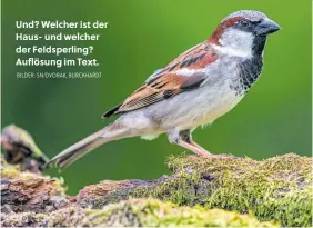  ?? BILDER: SN/DVORAK, BURCKHARDT ?? Und? Welcher ist der Haus- und welcher der Feldsperli­ng? Auflösung im Text.