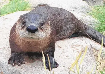  ?? COURTESY OF THE ABQ BIOPARK ?? Dixon is a male river otter who arrived at the Aquariaum shortly before the facility closed due to the COVID-19 pandemic. He is now ready for his meet-and-greet with the public.