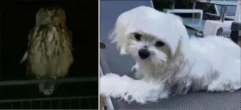  ?? (DR) ?? Le grand-duc qui, voilà trois semaines, occupait le balcon d’un appartemen­t sur le port. Jade, petite bichon tuée vendredi par le rapace.