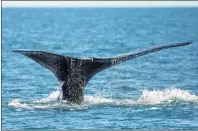  ?? AP PHOTO ?? In this March 28 photo, a North Atlantic right whale feeds on the surface of Cape Cod bay off the coast of Plymouth, Mass.