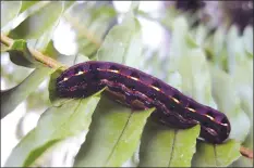  ??  ?? The fall armyworm (Spodoptera frugiperda) is part of the order of Lepidopter­a and is the larval life stage of a fall armyworm moth. Its name is derived from its feeding habits. They will eat everything in an area, and once the food supply is exhausted,...