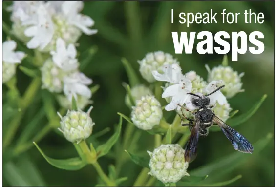  ?? (Heather Holm via The New York Times) ?? The smoky-winged beetle bandit wasp, shown on Virginia mountain mint, helps scientists track the emerald ash borer, a devastatin­g invasive beetle that is killing native ash trees.