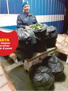  ??  ?? SEBAHAGIAN daun ketum yang dirampas PPM di Pantai Batu Putih, Kuala Perlis, Perlis.