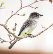  ?? Kathy Adams Clark / Contributo­r ?? Eastern phoebes can be found along the Texas coast in the winter. They feed on many types of insects.