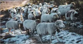  ?? (Photo doc Adeline Lebel) ?? Le Var est l’un des départemen­ts français les plus touchés par les attaques de troupeaux par les loups. Dix élevages pastoraux sont même dans le triste Top 50 de ces attaques.