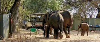  ??  ?? Finding a family of elephants outside your bedroom is not a usual travel dilemma.