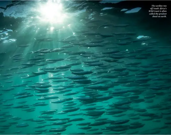  ?? ?? The sardine run off South Africa’s Wild Coast is often called the greatest shoal on earth.