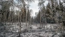  ?? The Canadian Press ?? Ash covers the ground in an area burned by the Shovel Lake wildfire, near Fort Fraser.