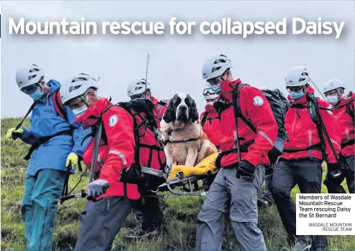  ??  ?? A MOUNTAIN rescue team has said its members “didn’t need to think twice” when they were called to help a 121lb (55kg) St Bernard which had collapsed while descending England’s highest peak.
Sixteen volunteers from Wasdale Mountain Rescue Team spent nearly five hours rescuing Daisy from Scafell
Members of Wasdale Mountain Rescue Team rescuing Daisy the St Bernard WASDALE MOUNTAIN
RESCUE TEAM of Scafell Pike and therefore unable to carry on, our members didn’t need to think twice about mobilising and deploying to help retrieve Daisy off England’s highest.”
The team said: “After a little persuasion, and of course plenty more treats, the 55kg Daisy very quickly settled down.”