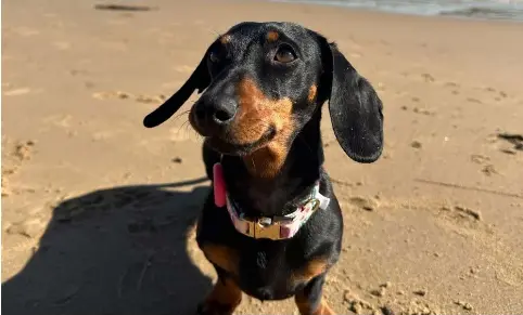 Experts ‘amazed’ at survival of Valerie the miniature dachshund - on