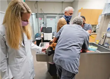  ??  ?? Dr. Katarzyna Ferry, left, pets a dog named Bubba as he is attended to at the Veterinary Specialty Hospital of Palm Beach Gardens in Palm Beach Gardens, Florida.