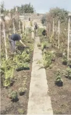  ??  ?? 0 Granton Castle and the southfacin­g garden and glasshouse (top and right) and volunteers at work today (above)