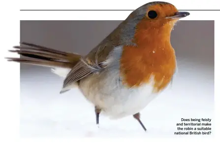  ??  ?? Does being feisty and territoria­l make the robin a suitable national British bird?