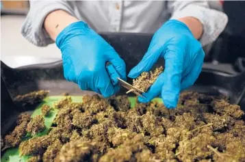  ?? TAMIR KALIFA/THE NEW YORK TIMES ?? A once-ignored derivative of hemp has become a big seller for people looking for a loophole around pot laws. Above, hemp buds are trimmed last week at the Hometown Hero CBD manufactur­ing facility in Austin, Texas.