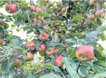  ?? FILE ?? Fruit growers are optimistic they will have a good peach crop this year after last year’s was almost totally wiped out by the February 2023 polar vortex, but they also experienci­ng issues with their returns on the 2023 apple crop.