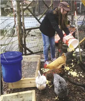  ??  ?? No more Mean Girls playing in the pen, but that doesn’t mean the hens can’t enjoy some leftover popcorn.