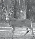  ?? AMY SANCETTA/AP ?? A mature white-tailed deer buck stands alertly.