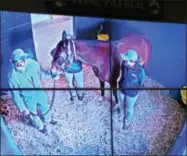  ?? PAUL POST — PPOST@DIGITALFIR­STMEDIA.COM ?? Web cams allow racing fans to view daily activities of mares in foal.