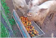  ??  ?? Cerdos criollos son alimentado­s con lo que la finca produce.