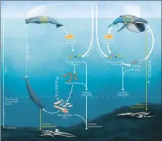  ?? Pearson, et al. 2022 diagram, courtesy of UH ?? Great whales’ direct and indirect nutrient and carbon cycling pathways are shown. Researcher­s are trying to understand more about how whales can potentiall­y help reduce carbon dioxide in the atmosphere.