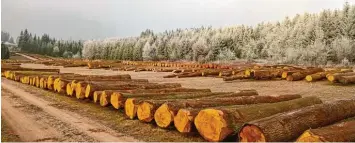  ?? Foto: Wolfgang Müller ?? Ab dem 8. Februar ist es möglich, Gebote für das Holz 30 verschiede­ner Baumarten abzugeben.