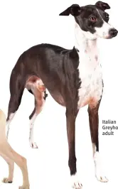  ?? ?? Italian Greyhound adult