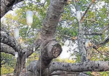  ?? HT PHOTO ?? The tree — touted by the state forest authoritie­s as the second largest banyan tree in the world — is located on the outskirts of Mahbubnaga­r and is spread over three acres.